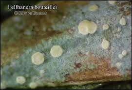 Attēlu rezultāti vaicājumam “Fellhanera subtilis”