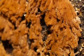 Attēlu rezultāti vaicājumam “Heterotrichia insignis (syn. Arcyria insignis) macro”