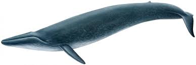 Image result for Balaenoptera borealis