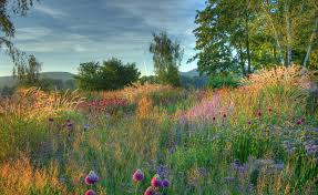 Image result for Piet Oudolf