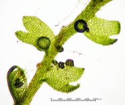 Attēlu rezultāti vaicājumam “Cephaloziella hampeana”