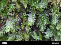 Attēlu rezultāti vaicājumam “Plagiochila porelloides”