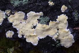 Attēlu rezultāti vaicājumam “Antrodiella semisupina”