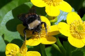 Attēlu rezultāti vaicājumam “Callitriche verna flower”