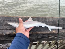 Image result for Rhizoprionodon terraenovae