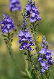 Image result for Veronica teucrium
