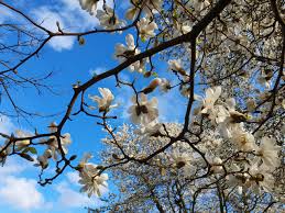 Attēlu rezultāti vaicājumam “Magnolia kobus flower”