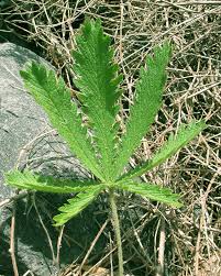 Attēlu rezultāti vaicājumam “Potentilla norvegica leaf”