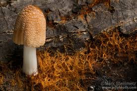 Attēlu rezultāti vaicājumam “Coprinus sp.”