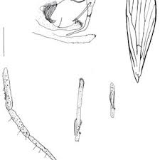 Attēlu rezultāti vaicājumam “Trichia longipalpis”