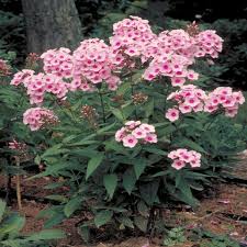 Image result for Phlox paniculata `Bright Eyes`