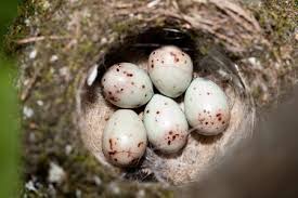 Attēlu rezultāti vaicājumam “Fringilla coelebs nest”
