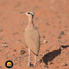 Image result for Cursorius cursor