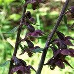 Attēlu rezultāti vaicājumam “Epipactis atrorubens fruit”