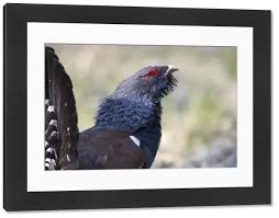 Attēlu rezultāti vaicājumam “Tetrao urogallus male”