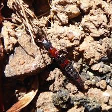 Attēlu rezultāti vaicājumam “Staphylinidae”