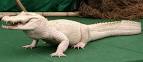 Meet Whitie the albino alligator - 'the smartest critter in the ...