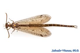 Attēlu rezultāti vaicājumam “Myrmeleontidae”