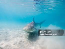 Image result for Carcharhinus obscurus