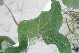 Attēlu rezultāti vaicājumam “Petasites spurius bud”