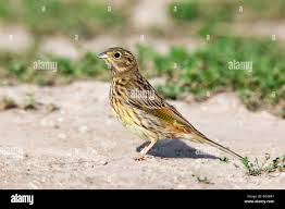 Attēlu rezultāti vaicājumam “Emberiza citrinella”
