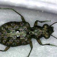 Attēlu rezultāti vaicājumam “Elaphrus cupreus”