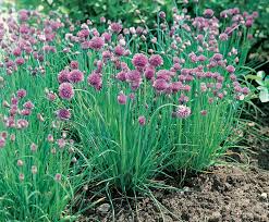 Image result for Allium schoenoprasum