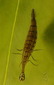 Attēlu rezultāti vaicājumam “Acilius sulcatus”