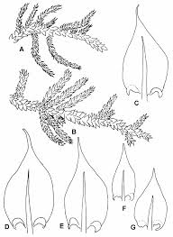 Attēlu rezultāti vaicājumam “Cratoneuron filicinum”