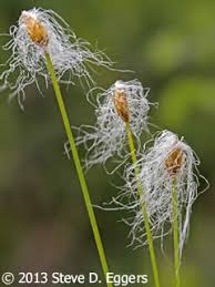 Attēlu rezultāti vaicājumam “Trichia alpina sessile”