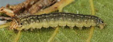 Attēlu rezultāti vaicājumam “Ancylis apicella”