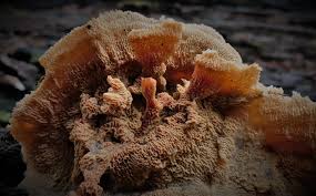 Attēlu rezultāti vaicājumam “Trechispora mollusca”