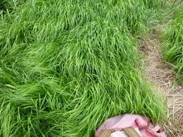 Attēlu rezultāti vaicājumam “Calamagrostis canescens leaf”