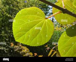 Attēlu rezultāti vaicājumam “Cercidiphyllum japonicum leaf”