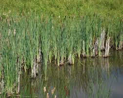Attēlu rezultāti vaicājumam “Typha latifolia”