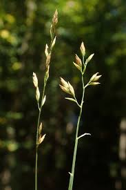 Attēlu rezultāti vaicājumam “Poa compressa”