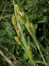 Attēlu rezultāti vaicājumam “Carex pallescens”