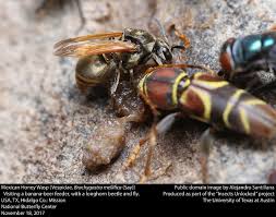 Attēlu rezultāti vaicājumam “Vespidae”