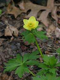 Attēlu rezultāti vaicājumam “Batrachium circinatum flower”