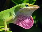 Pet Anole Care Sheet
