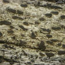 Attēlu rezultāti vaicājumam “Xylographa paralella”