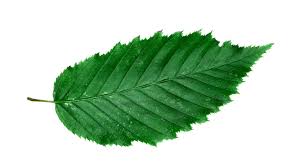 Attēlu rezultāti vaicājumam “Carpinus betulus leaf”