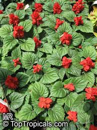 Image result for Salvia splendens