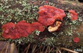 Attēlu rezultāti vaicājumam “Cytidia salicina”