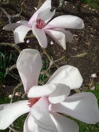 Attēlu rezultāti vaicājumam “Magnolia cylindrica”