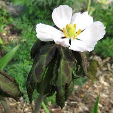 Attēlu rezultāti vaicājumam “Podophyllum hexandrum”