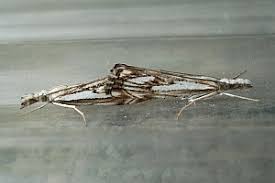 Attēlu rezultāti vaicājumam “Catoptria falsella”