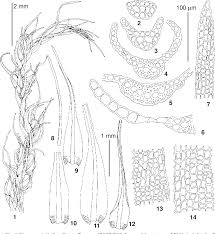 Attēlu rezultāti vaicājumam “Dicranum viride”
