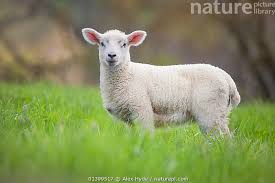 Attēlu rezultāti vaicājumam “Ovis aries”