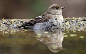 Attēlu rezultāti vaicājumam “Ficedula hypoleuca juvenile”
